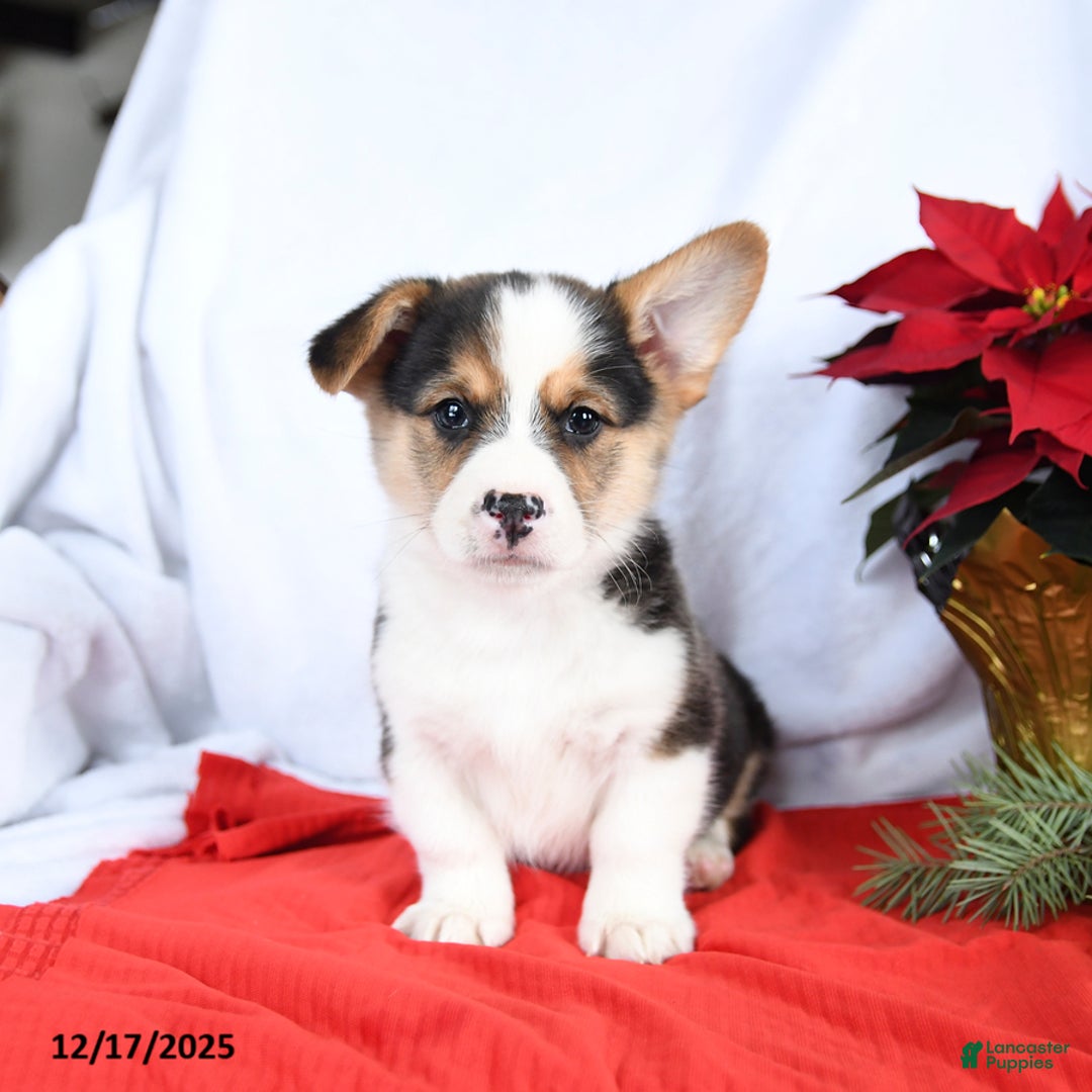 Welsh Corgi Pembroke dogs for sale: Randy - Ad 5