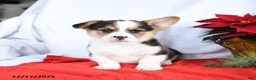 Welsh Corgi Pembroke dogs for sale: Randy - Ad 5