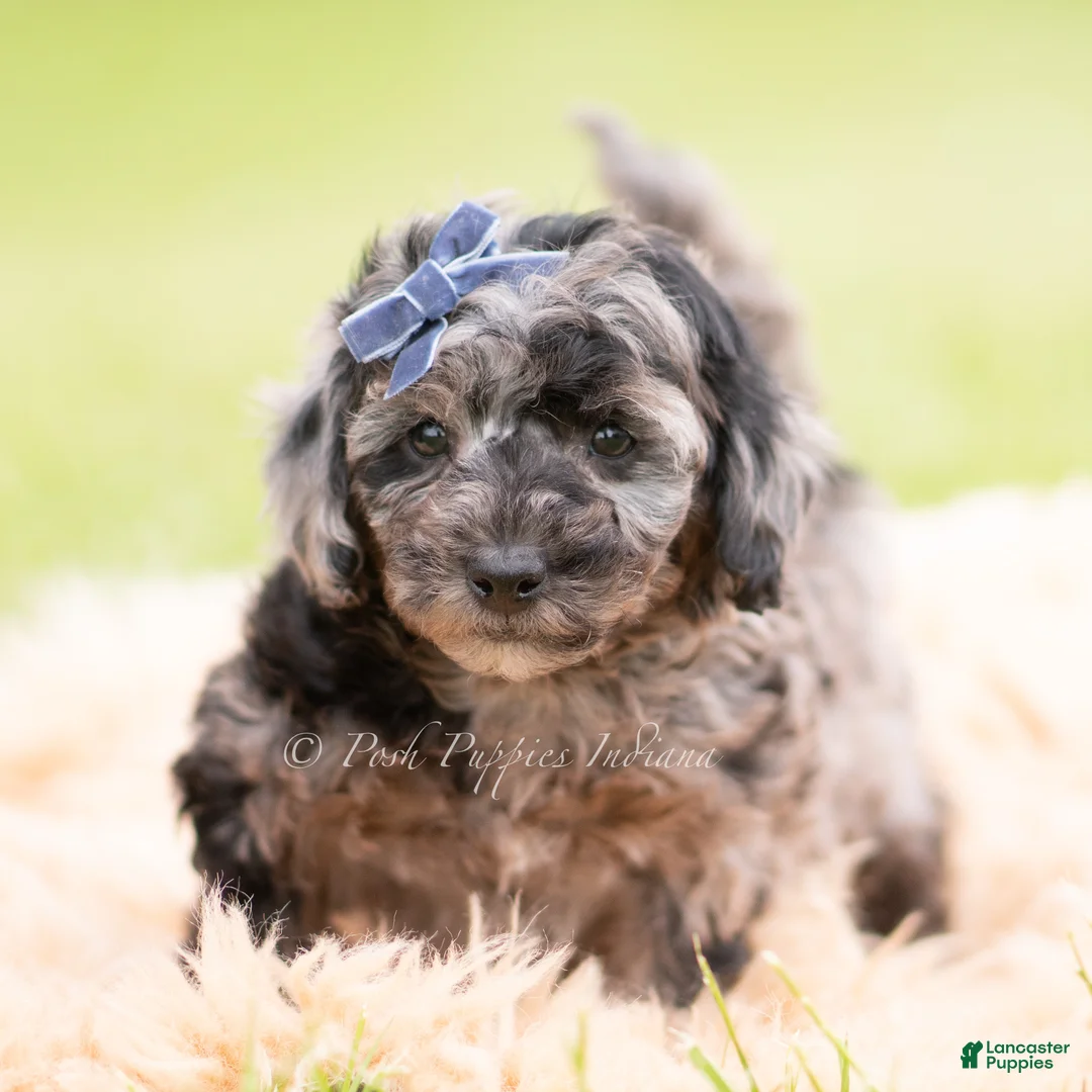 Mini Goldendoodle dogs for sale: Maroon - Ad 2