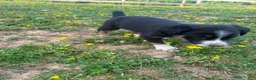 Mixed Breed dogs for sale: Marky - Ad 3