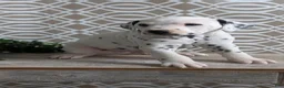 Dalmatian dogs for sale: Tyson - Ad 4