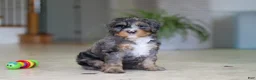Mini Bernedoodle dogs for sale: Trump - Ad 4