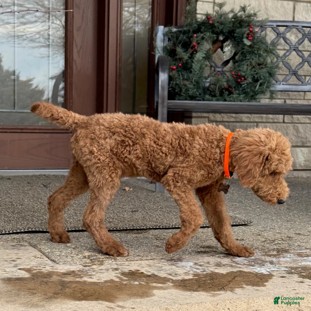 Standard Poodle dogs for sale: Buddy - Moyen Size Poodle - Ad 6