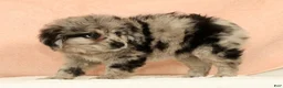 Mini Aussiedoodle dogs for sale: Moose - Ad 3