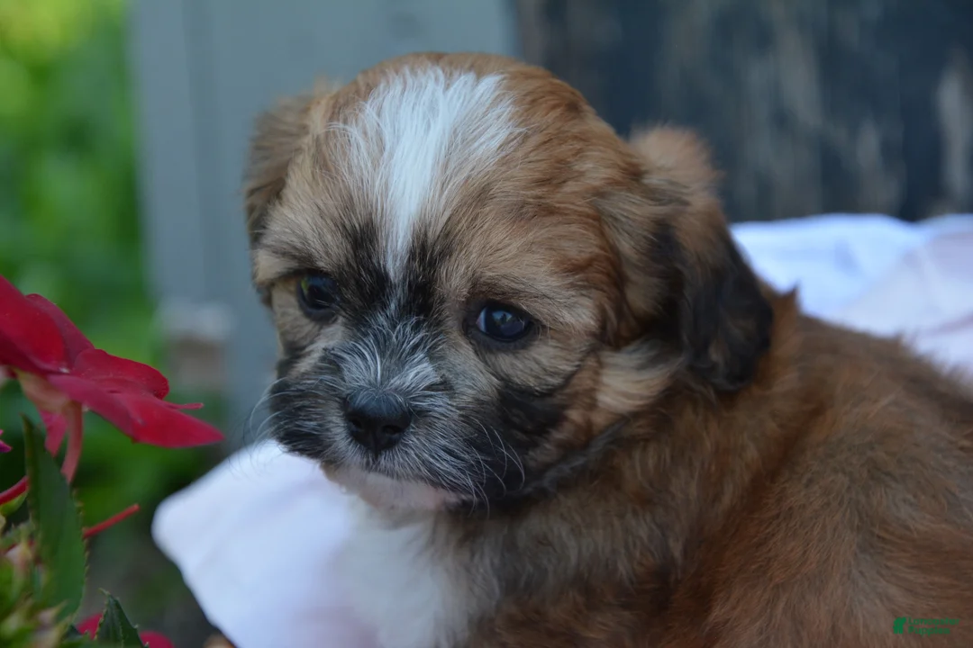Shihpoo dogs for sale: Poppy - Ad 2