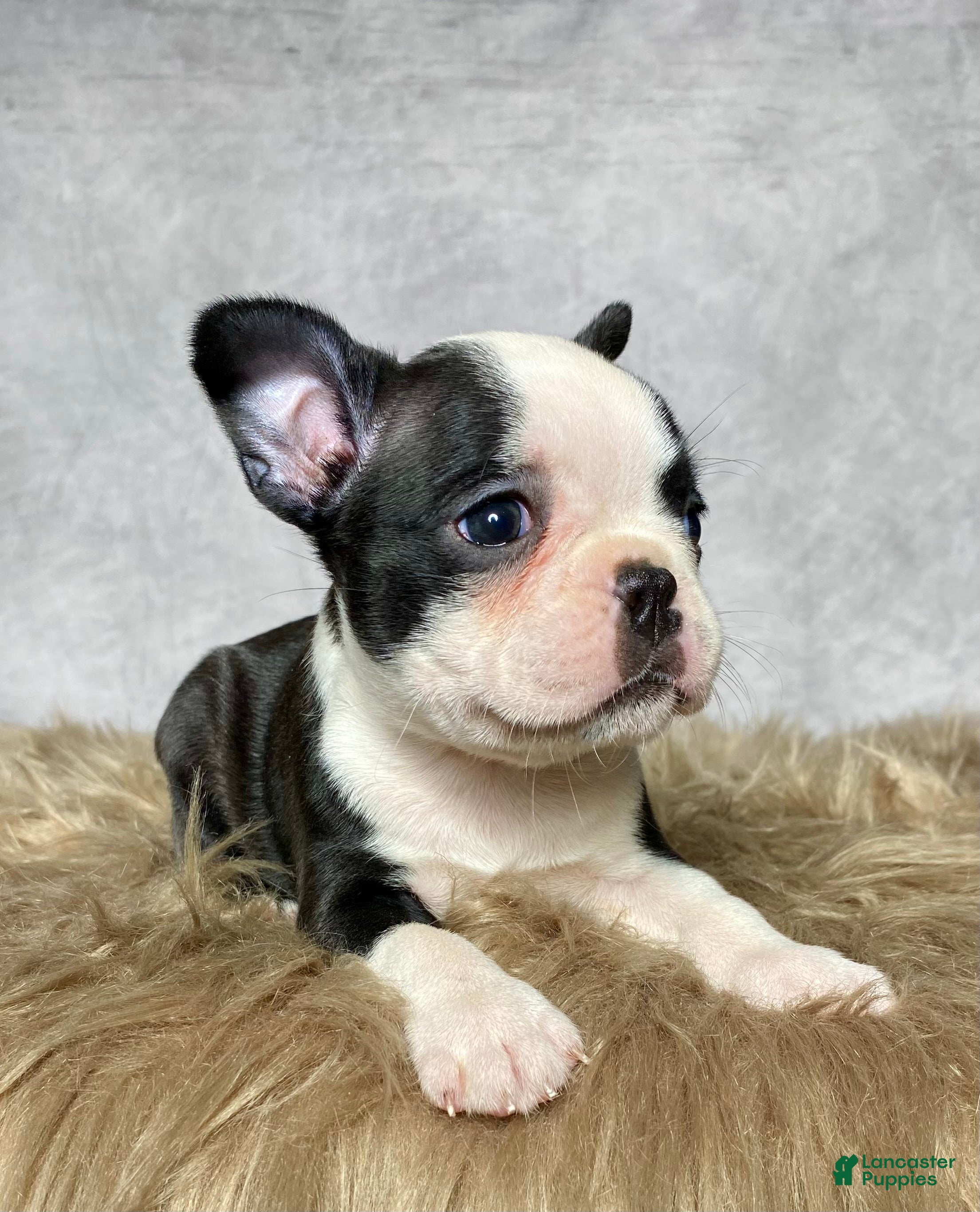 Mixed Breed dogs Miss Daisy  - Ad 2