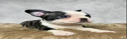 Mixed Breed dogs for sale: Miss Daisy  - Ad 2