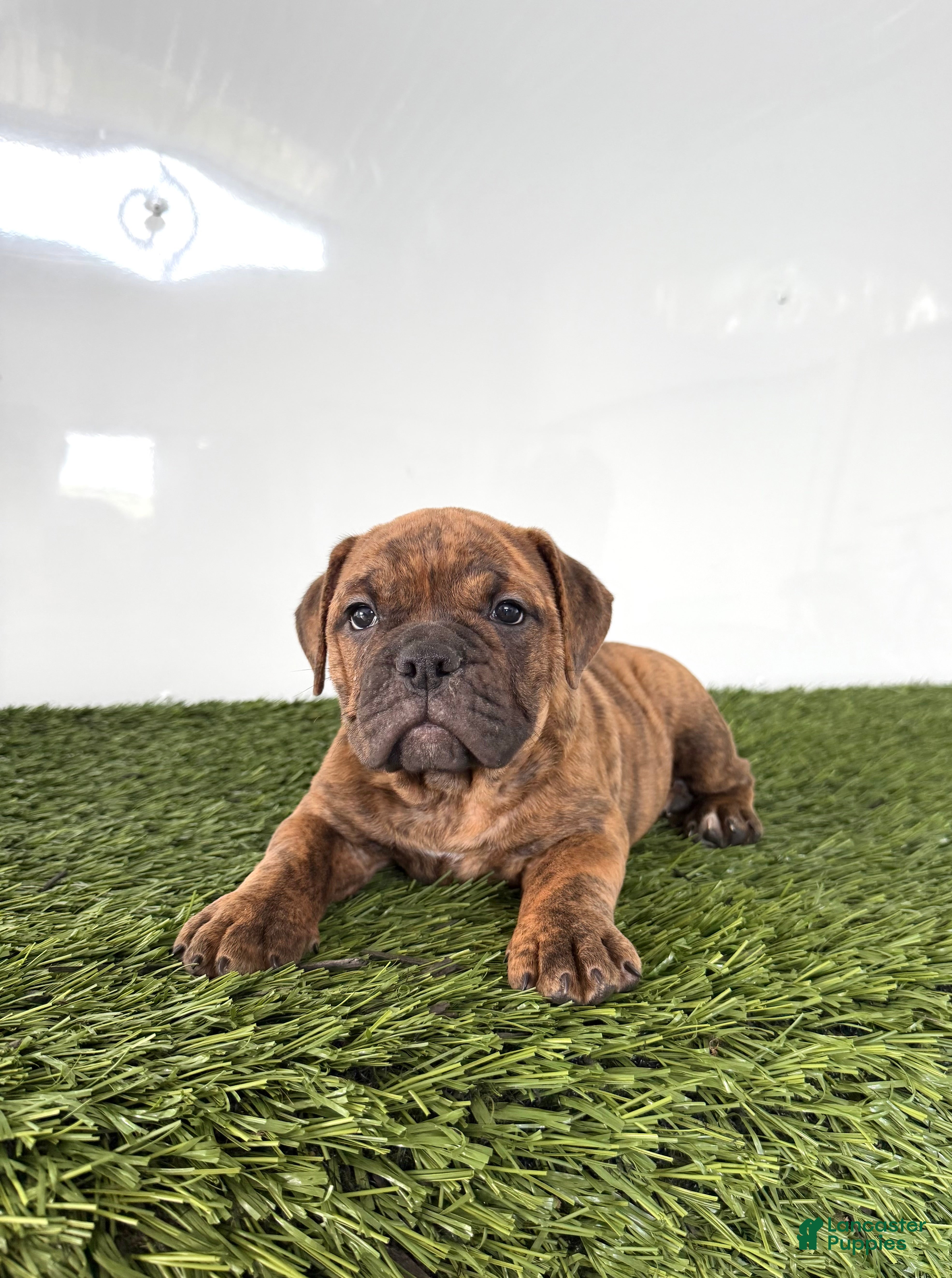 Olde English Bulldogge dogs Bubba - Ad 2