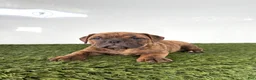 Olde English Bulldogge dogs for sale: Bubba - Ad 2