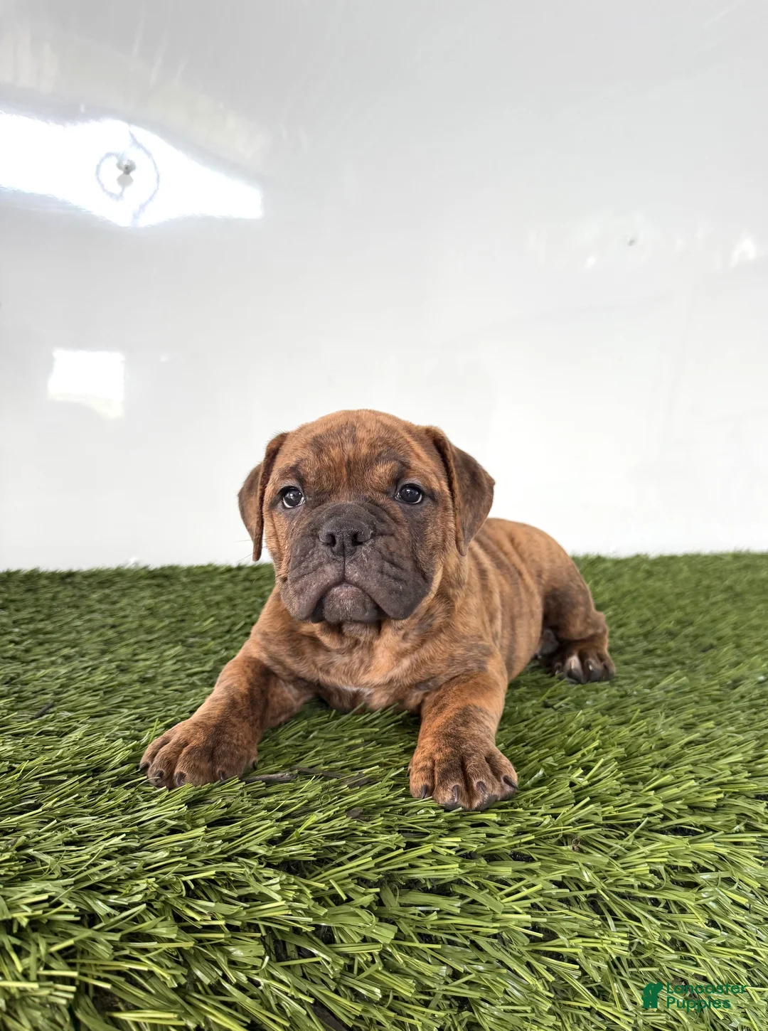 Olde English Bulldogge dogs for sale: Bubba - Ad 2