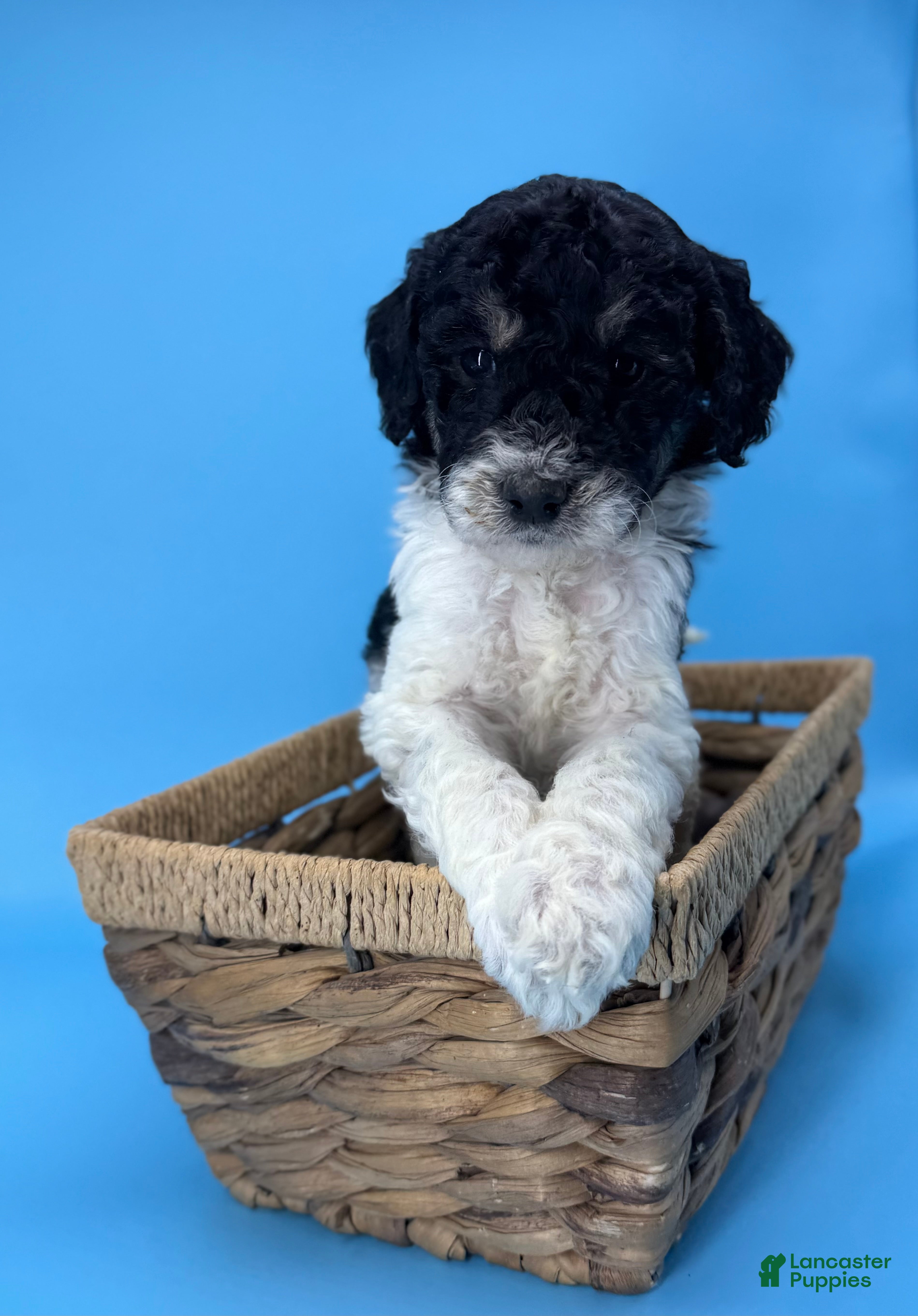 Sheepadoodle dogs Key Lime - Ad 22