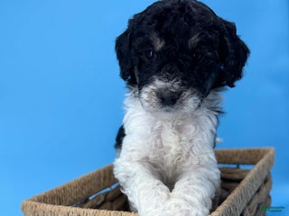 Sheepadoodle dogs Key Lime - Ad 22