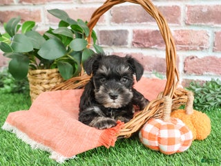 Miniature Schnauzer dogs - Ad 36