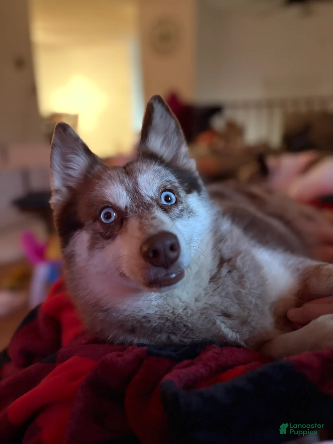 Pomsky dogs for sale: Simba Pomsky Puppy 3 - Ad 14