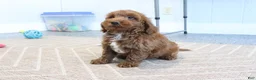 Mini Goldendoodle dogs for sale: Creampuff - Ad 4