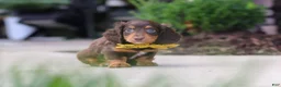 Miniature Dachshund dogs for sale: Lennon - Ad 4