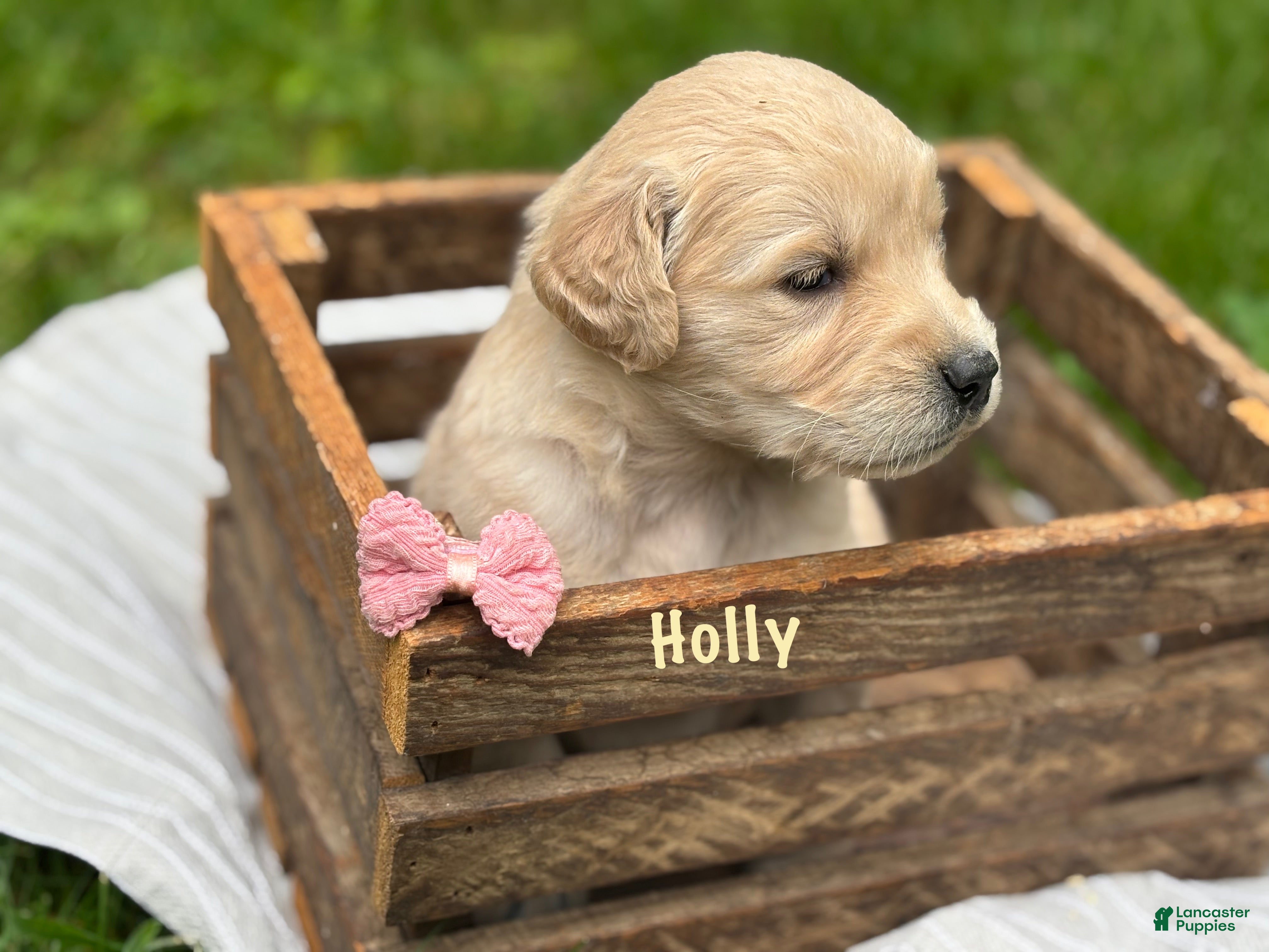 Golden Retriever dogs Holly - Ad 1