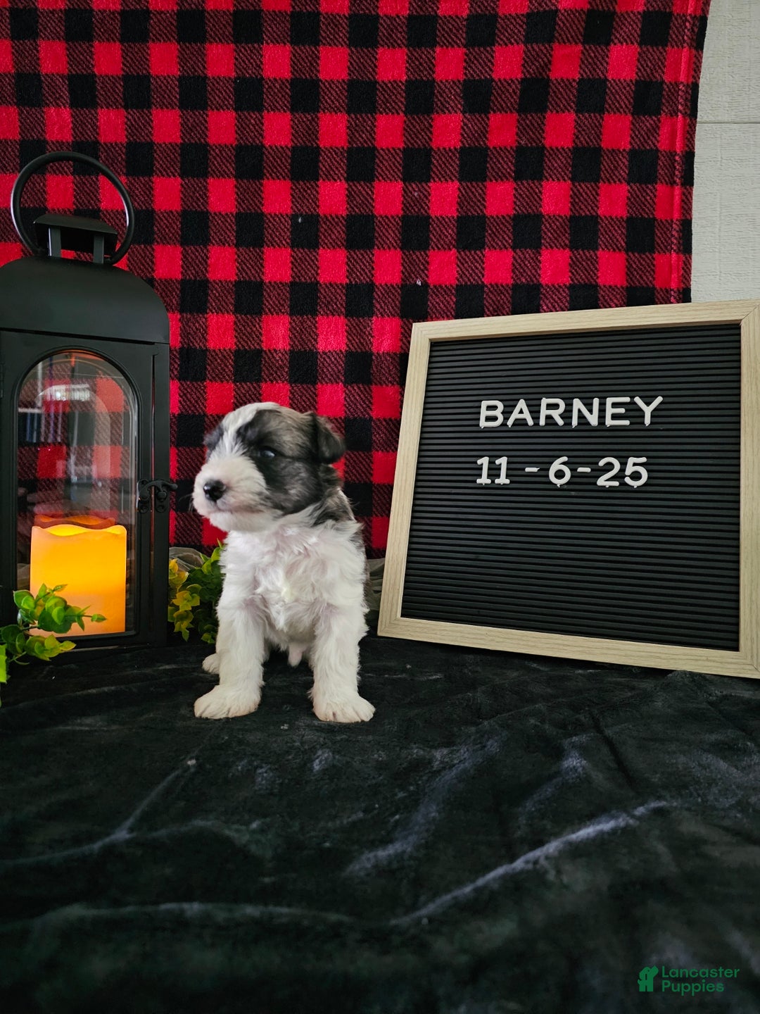 Miniature Schnauzer dogs for sale: Barney - Ad 7