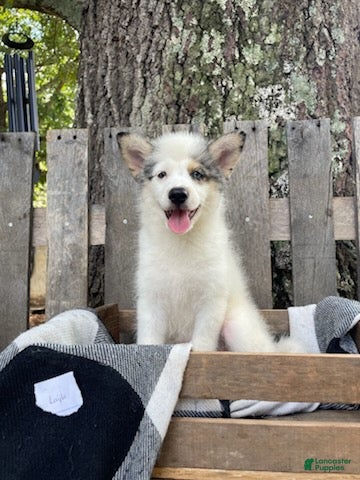 Mixed Breed dogs Layla - Ad 1