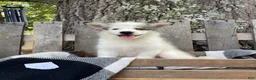 Mixed Breed dogs for sale: Layla - Ad 1
