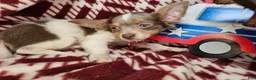 Chihuahua dogs for sale: Ali Babba (long-hair) - Ad 6