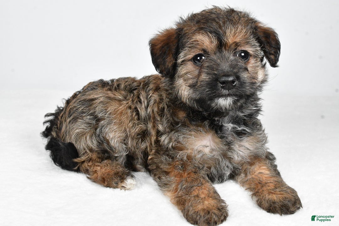 Yorkiepoo dogs for sale: Noelle - Ad 10