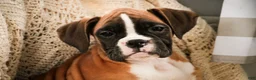 Boxer dogs for sale: Harper - Ad 6