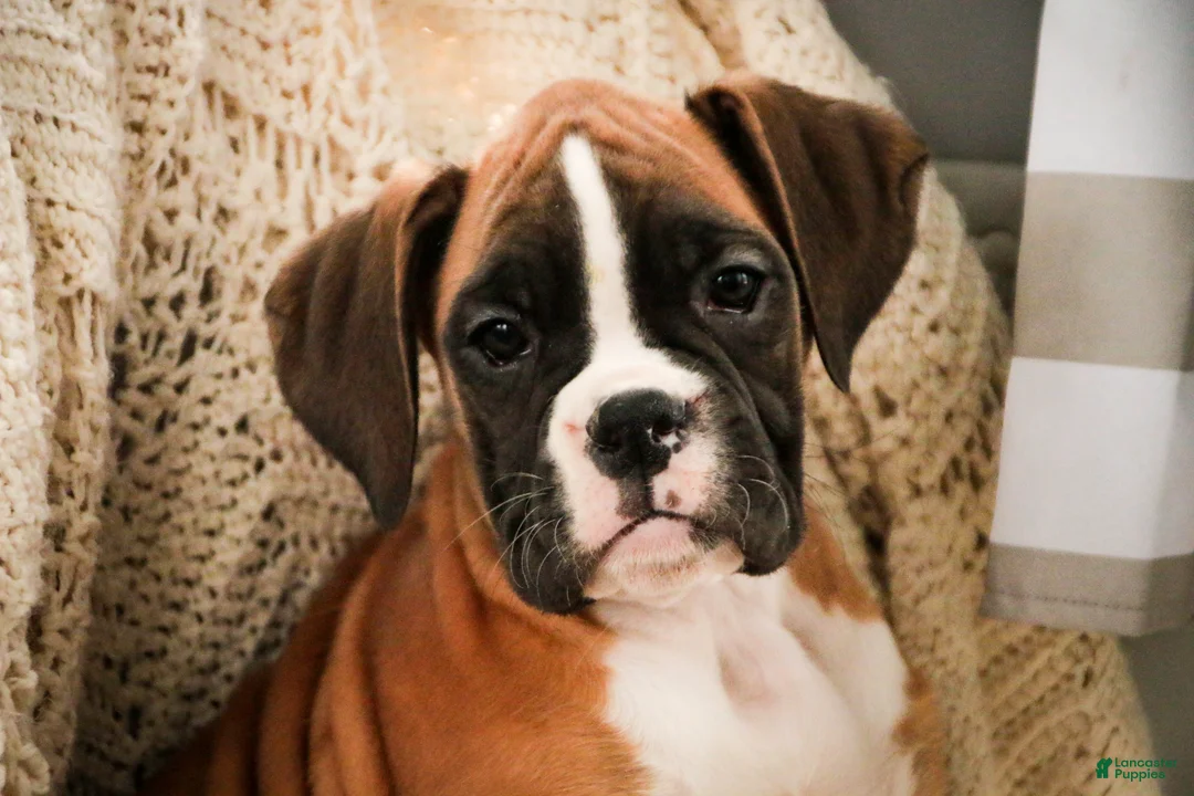 Boxer dogs for sale: Harper - Ad 6