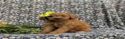 Cavapoo dogs for sale: Aimee - Ad 4