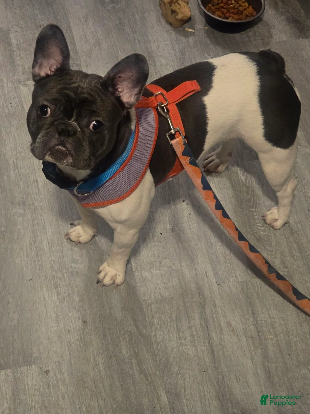 French Bulldog dogs for sale: French Bulldog Puppy 2 - Ad 4