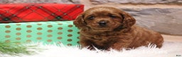 Cavapoo dogs for sale: Patches - Ad 3