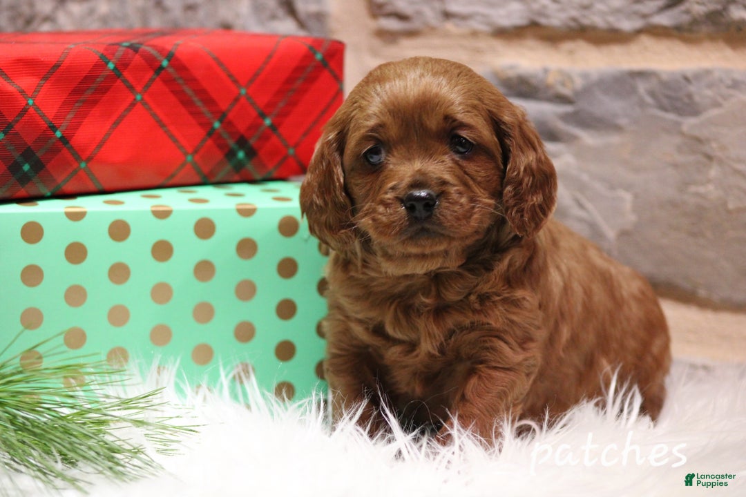 Cavapoo dogs for sale: Patches - Ad 3