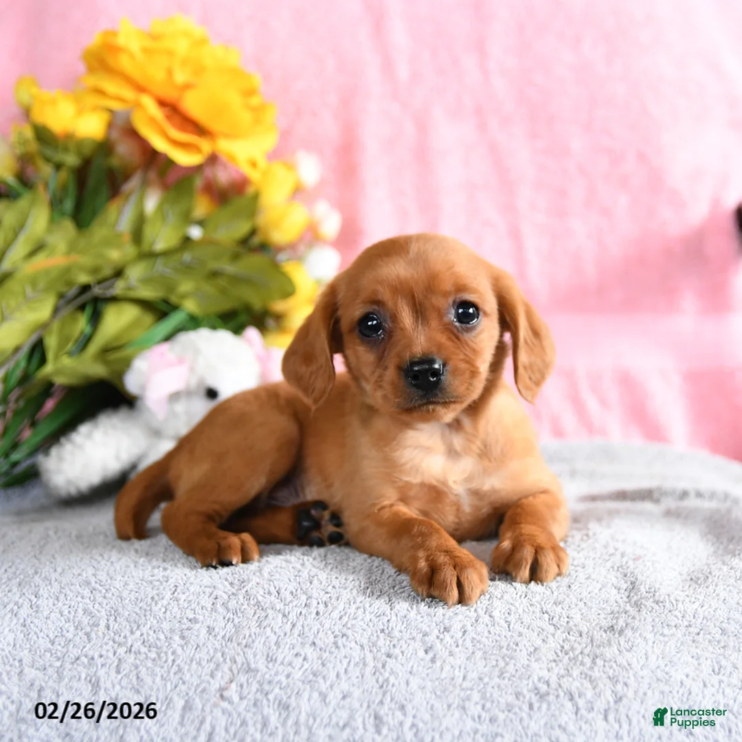 Mixed Breed dogs for sale: Elroy - Ad 1