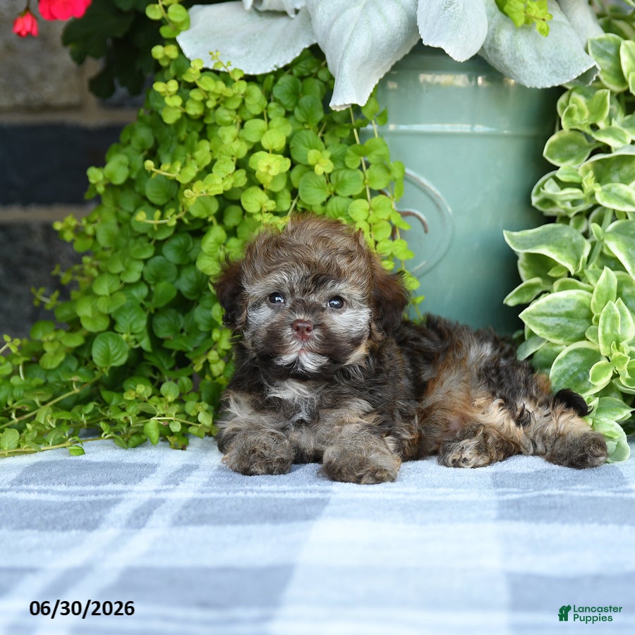 Havapoo dogs Megan - Ad 2