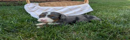Bernedoodle dogs for sale: Bella  - Ad 3