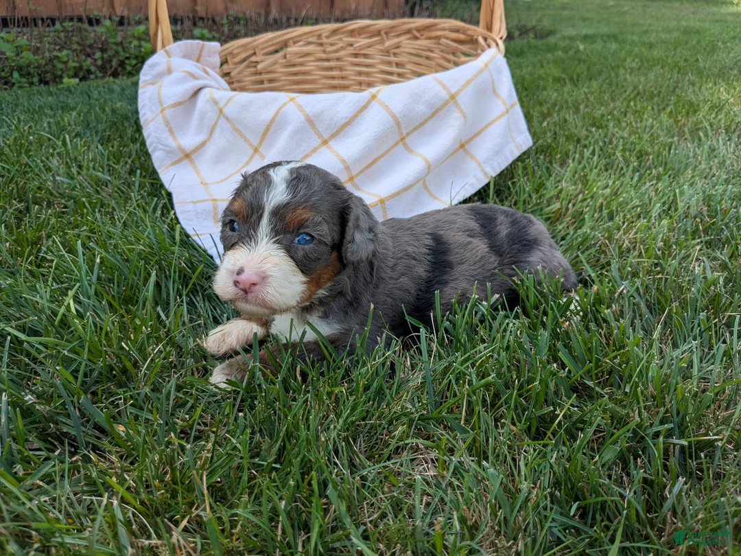 Bernedoodle dogs for sale: Bella  - Ad 3