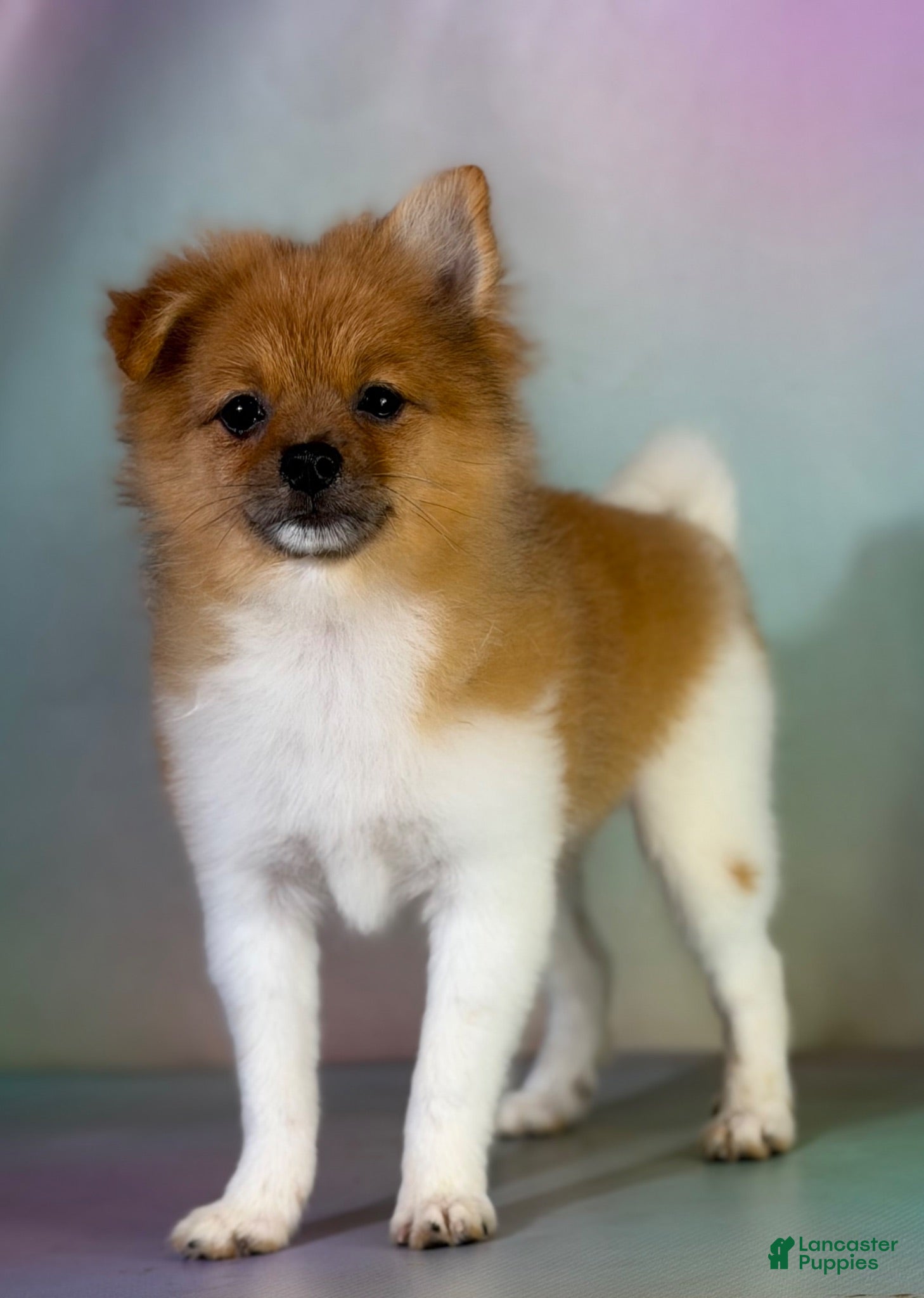 Pomeranian dogs ACA squirt  - Ad 2