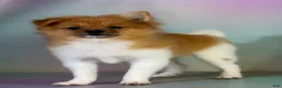 Pomeranian dogs for sale: ACA squirt  - Ad 2