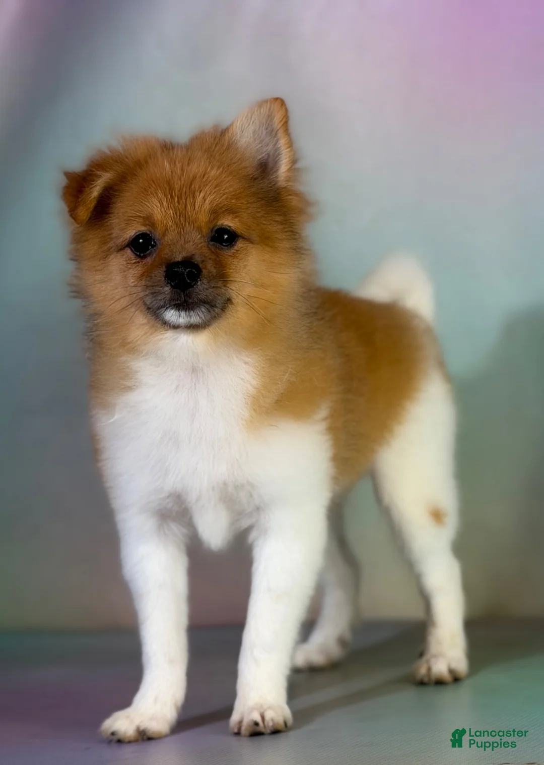 Pomeranian dogs for sale: ACA squirt  - Ad 2