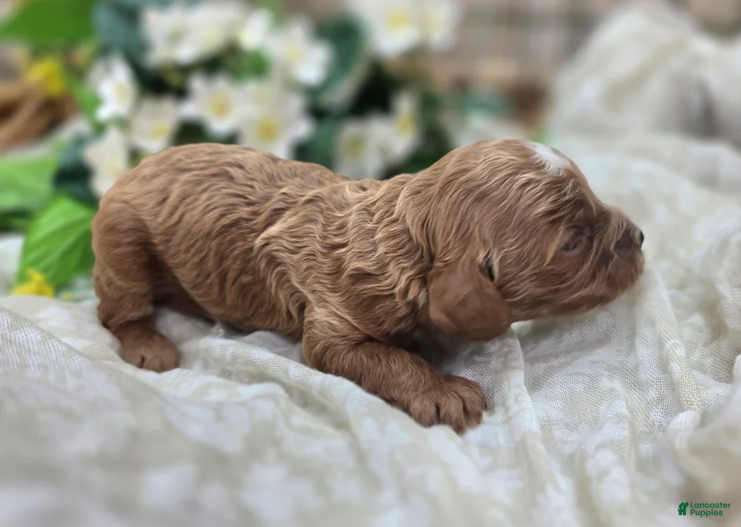 Cavapoo dogs for sale: Rollypolly - Ad 2
