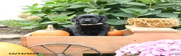 Labrador Retriever dogs for sale: Gertie - Ad 3