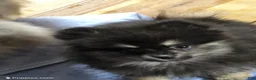 Pomeranian dogs for sale: Akc Macy  - Ad 3