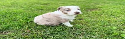 Australian Shepherd dogs for sale: Maple - Ad 6
