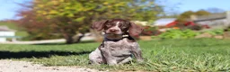 German Shorthaired Pointer dogs for sale: Allie - Ad 4