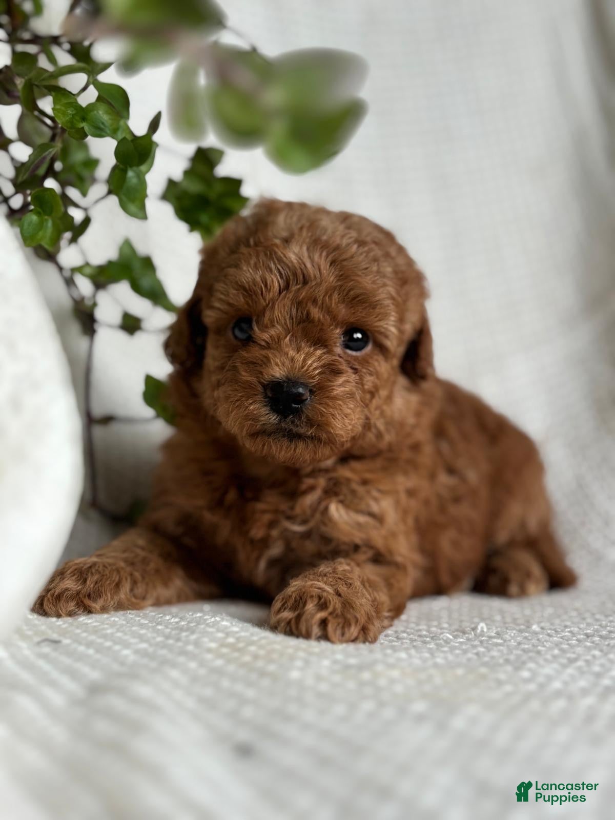 Mini Goldendoodle dogs Mini Goldendoodle 2 - Ad 2