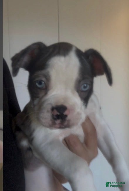 Frenchton dogs Milo - Ad 1