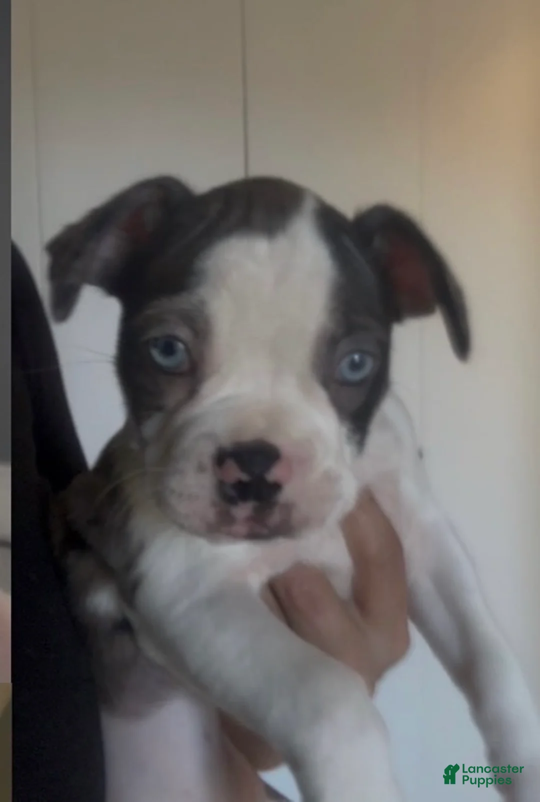 Frenchton dogs for sale: Milo - Ad 1