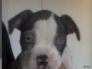 Frenchton dogs Milo - Ad 1