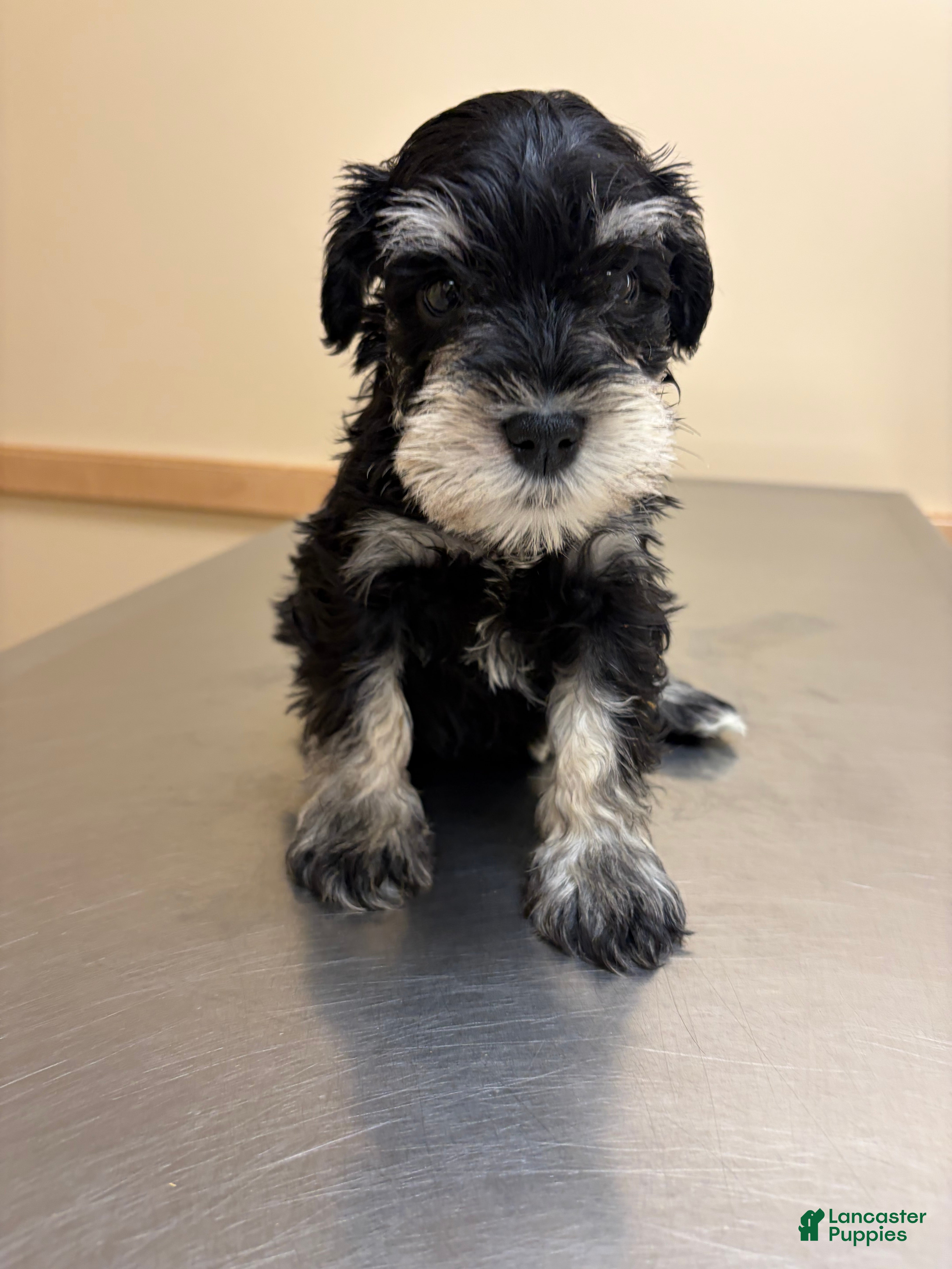 Miniature Schnauzer dogs Miniature Schnauzer 3 - Ad 1