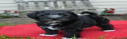 Schnoodle dogs for sale: Benni  - Ad 3